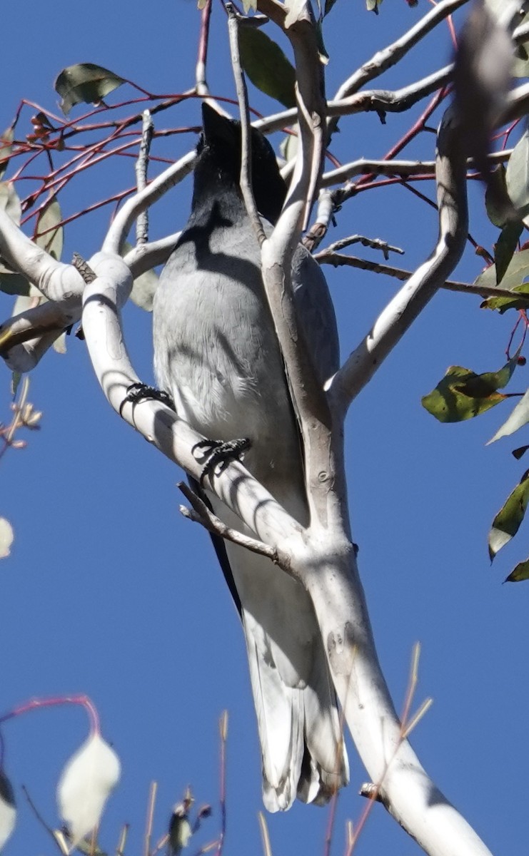 Black-faced Cuckooshrike - ML620694724