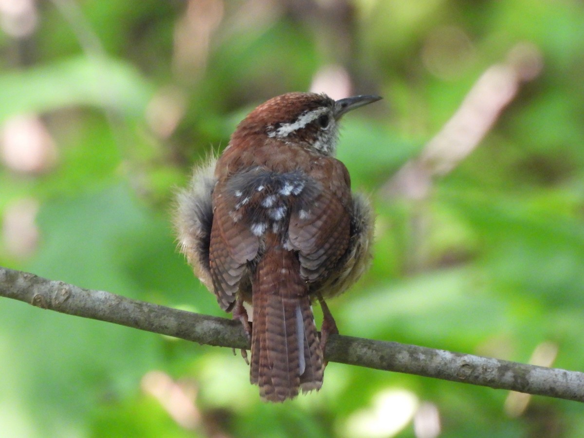 Carolina Wren - ML620694725