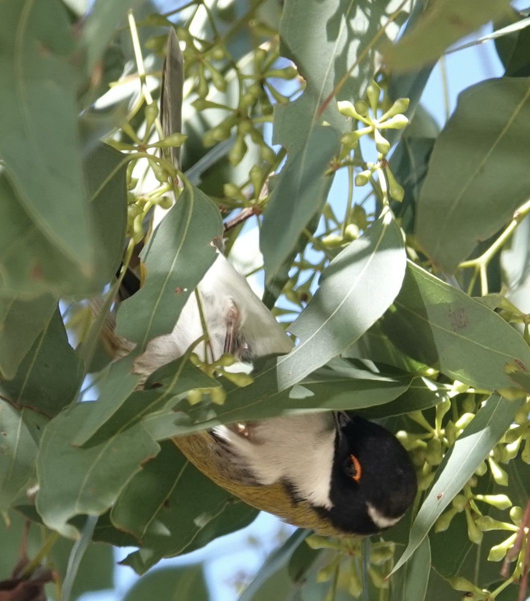 White-naped Honeyeater - ML620694727