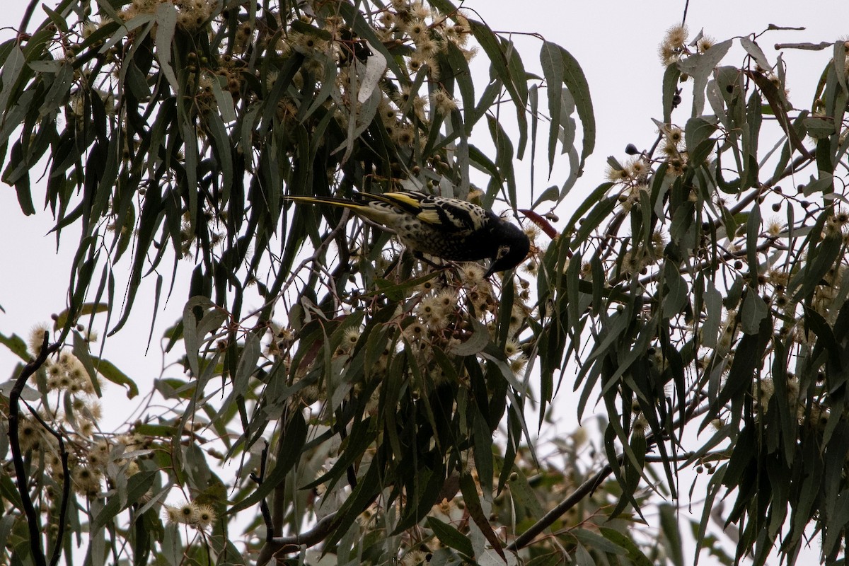 Regent Honeyeater - ML620694730