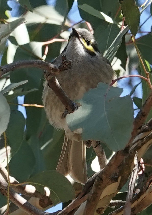 Yellow-faced Honeyeater - ML620694734