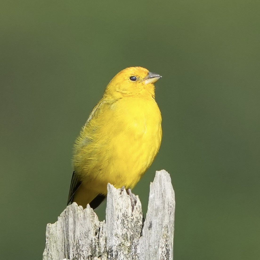 Saffron Finch - ML620694735