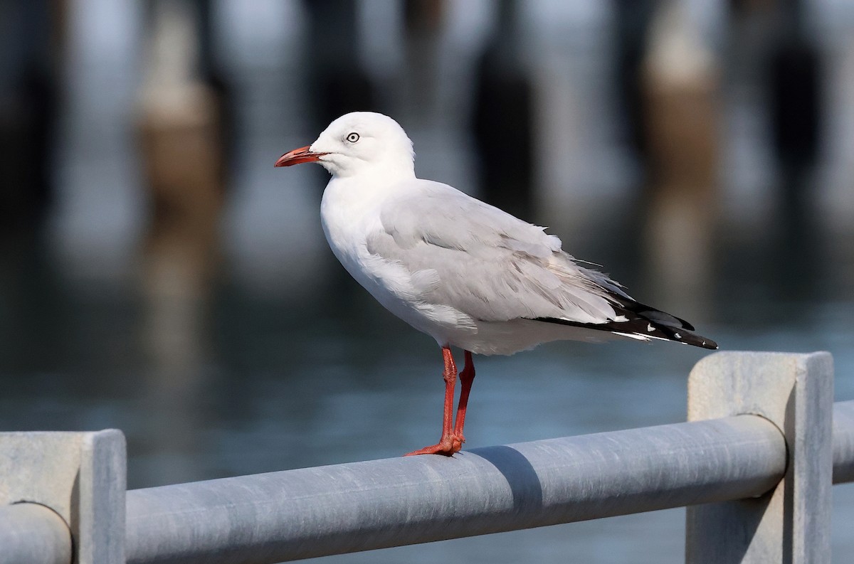 Gaviota Plateada - ML620694738