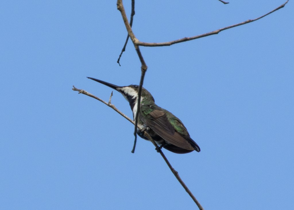 Black-throated Mango - ML620694739