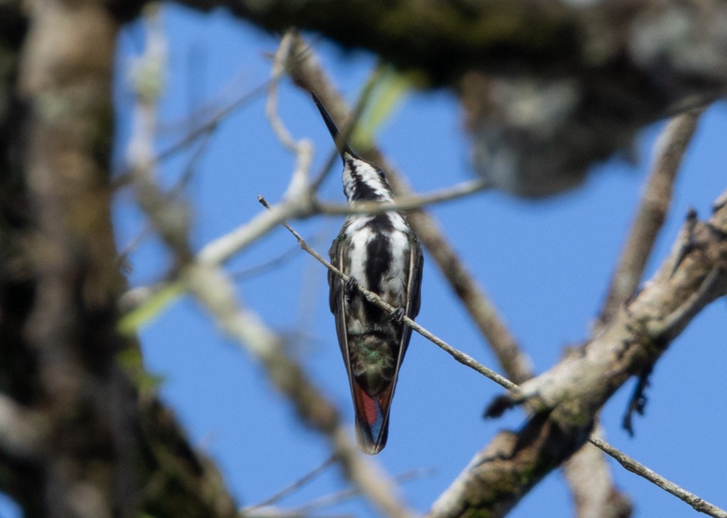 Black-throated Mango - ML620694740