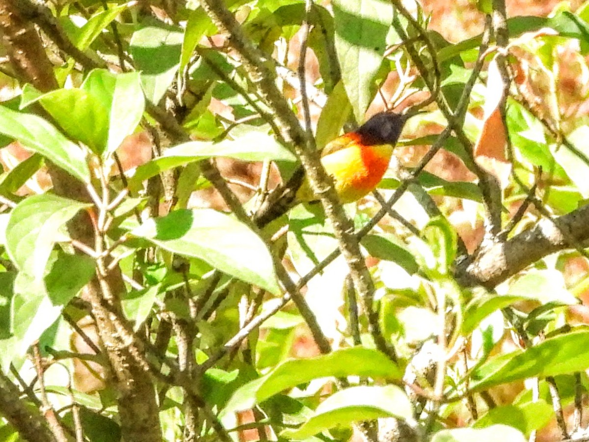 Green-tailed Sunbird - ML620694741