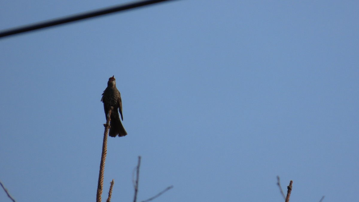 Brown-eared Bulbul - ML620694745