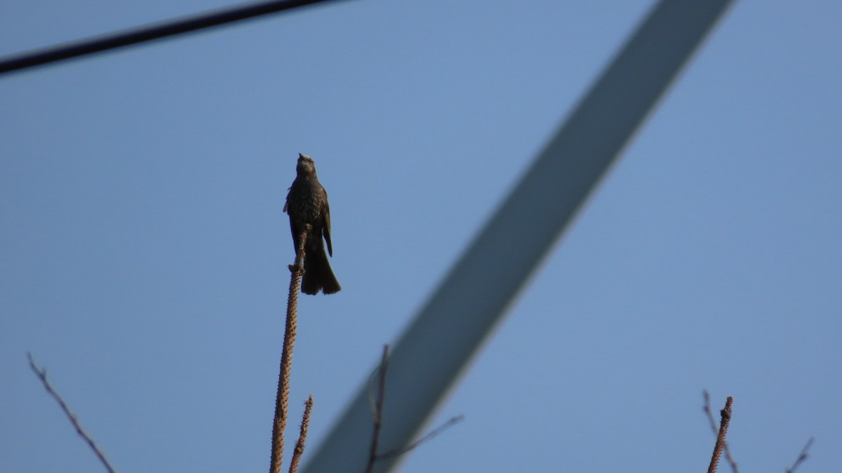 Brown-eared Bulbul - YUKIKO ISHIKAWA