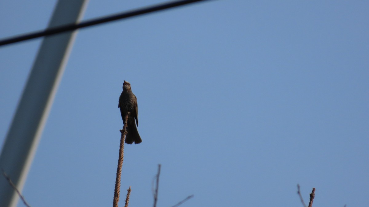 Bulbul à oreillons bruns - ML620694747