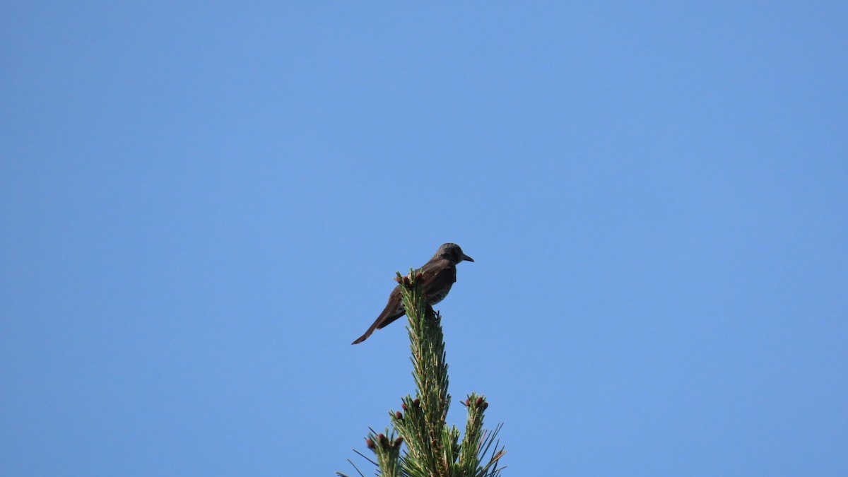 Bulbul à oreillons bruns - ML620694748