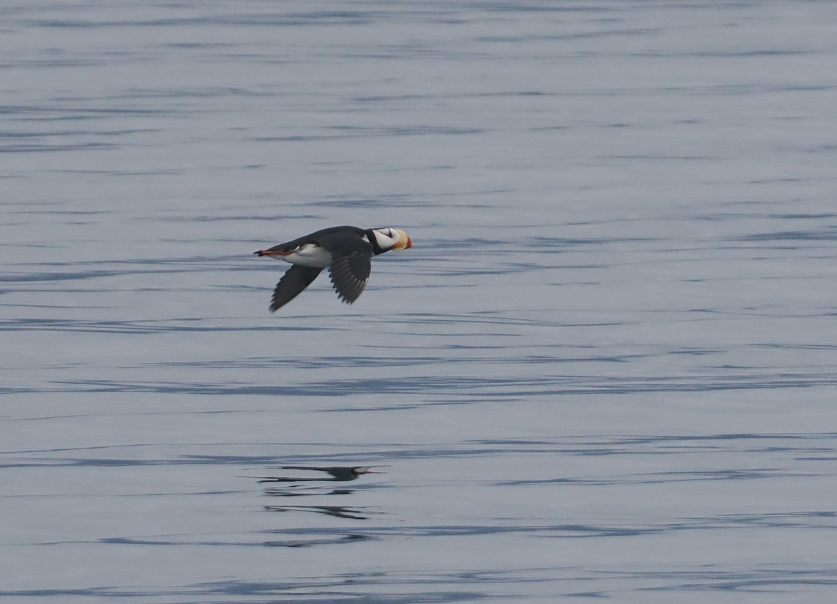 Horned Puffin - Stephan Lorenz