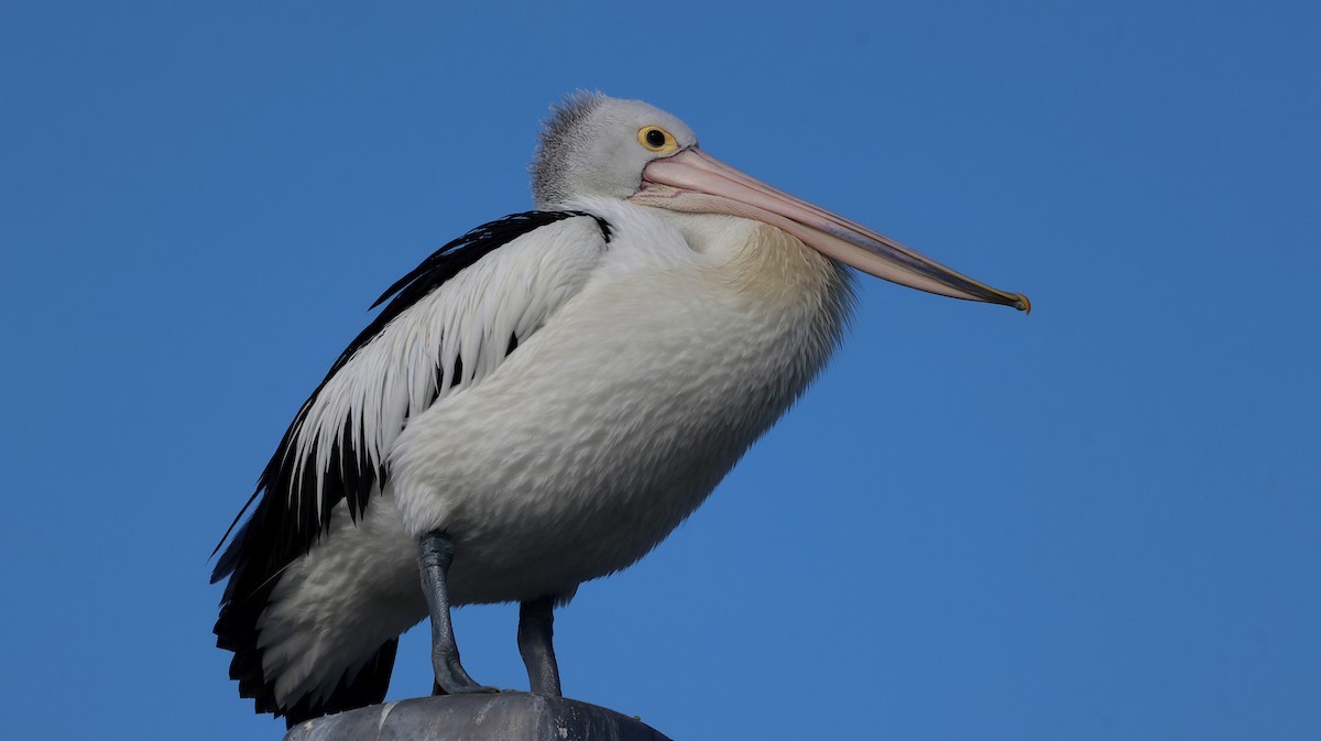 Australian Pelican - ML620694750