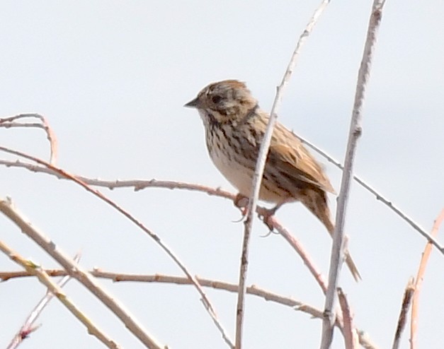 Lincoln's Sparrow - Kristen Cart