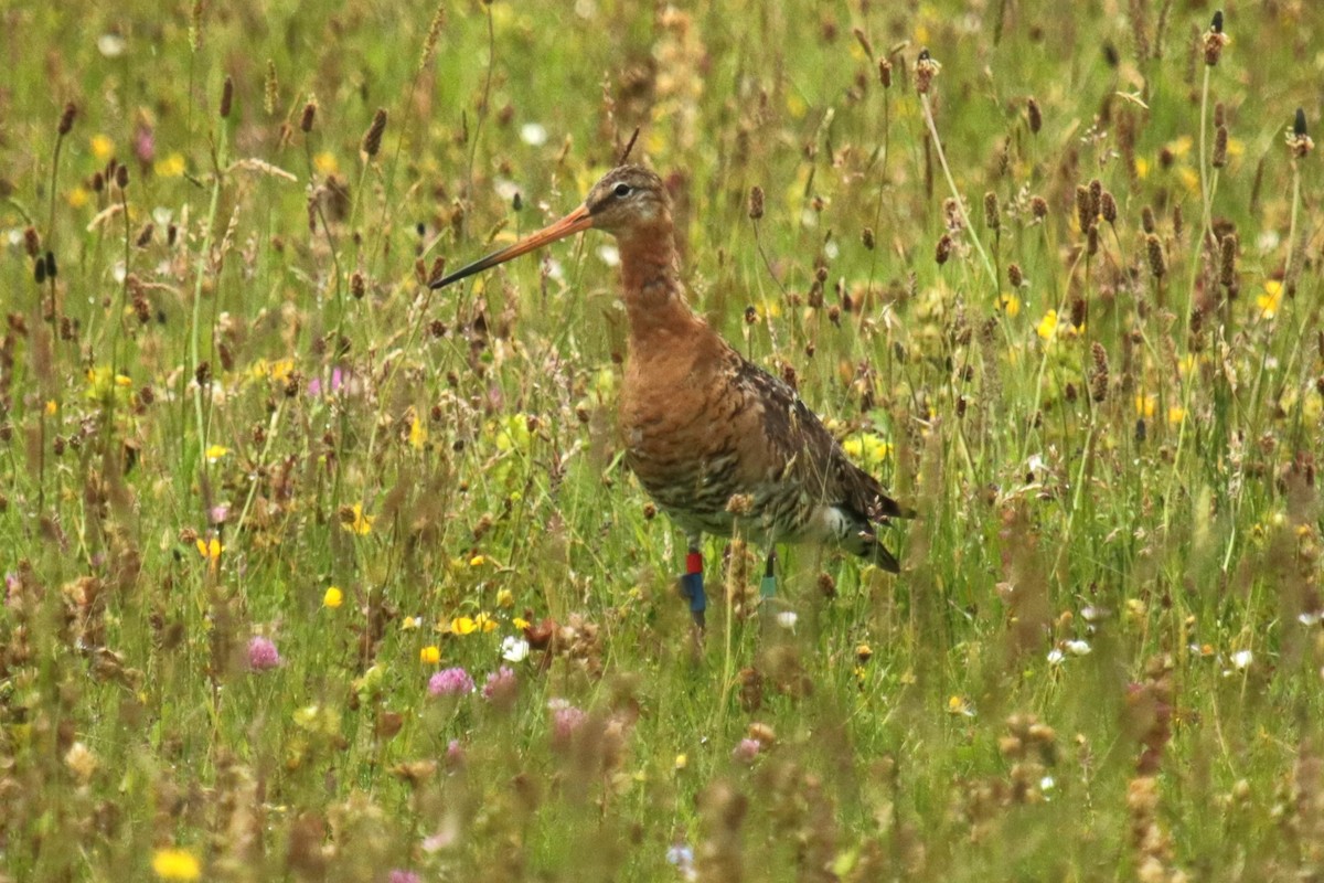 Black-tailed Godwit - Jan Roedolf