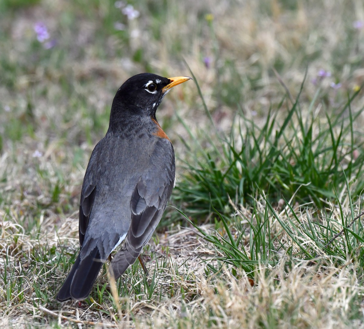 American Robin - ML620694758