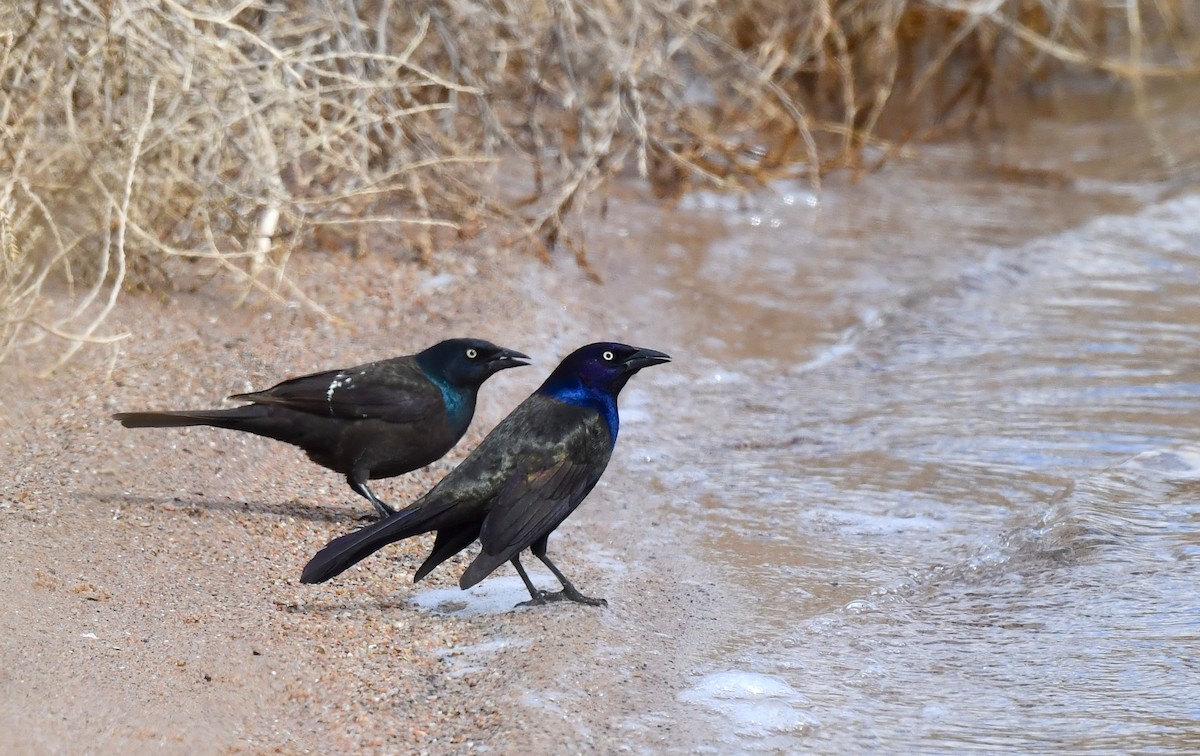 Common Grackle - Kristen Cart