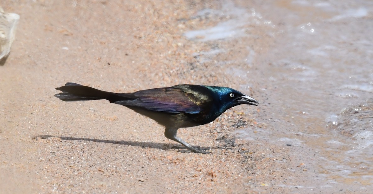 Common Grackle - ML620694761