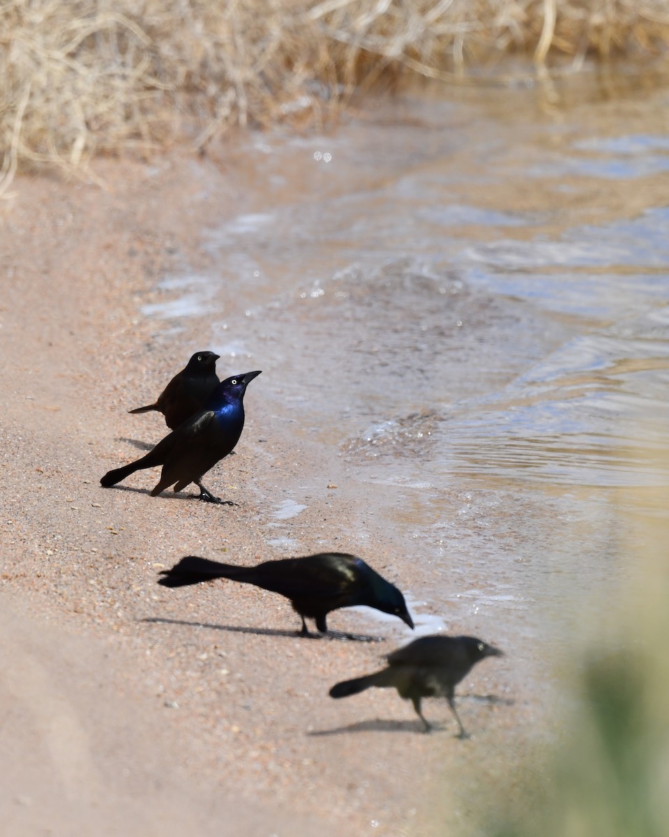 Common Grackle - ML620694763