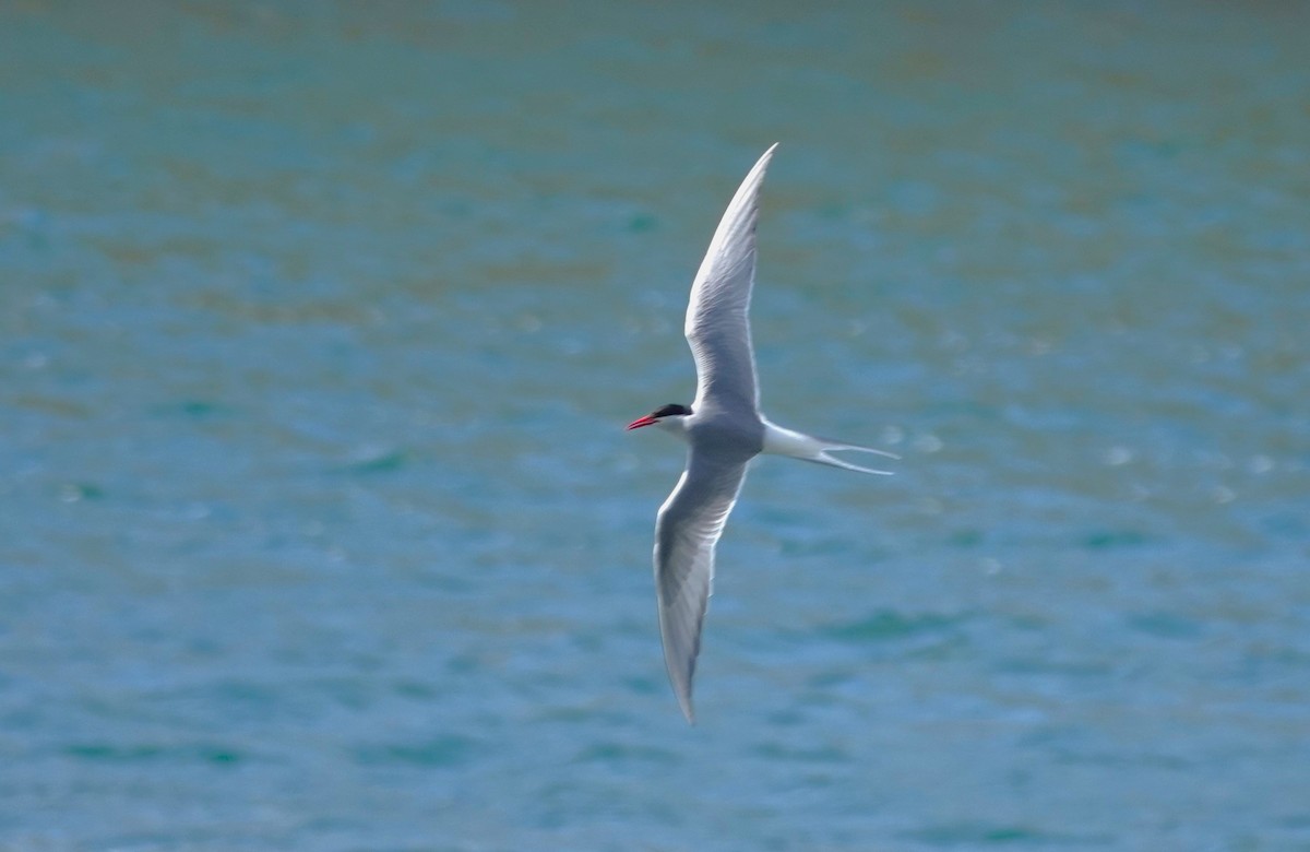 Arctic Tern - ML620694764