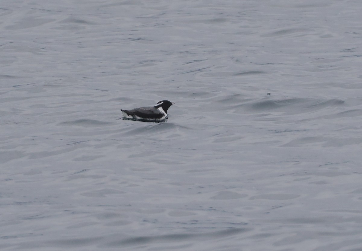 Ancient Murrelet - ML620694766