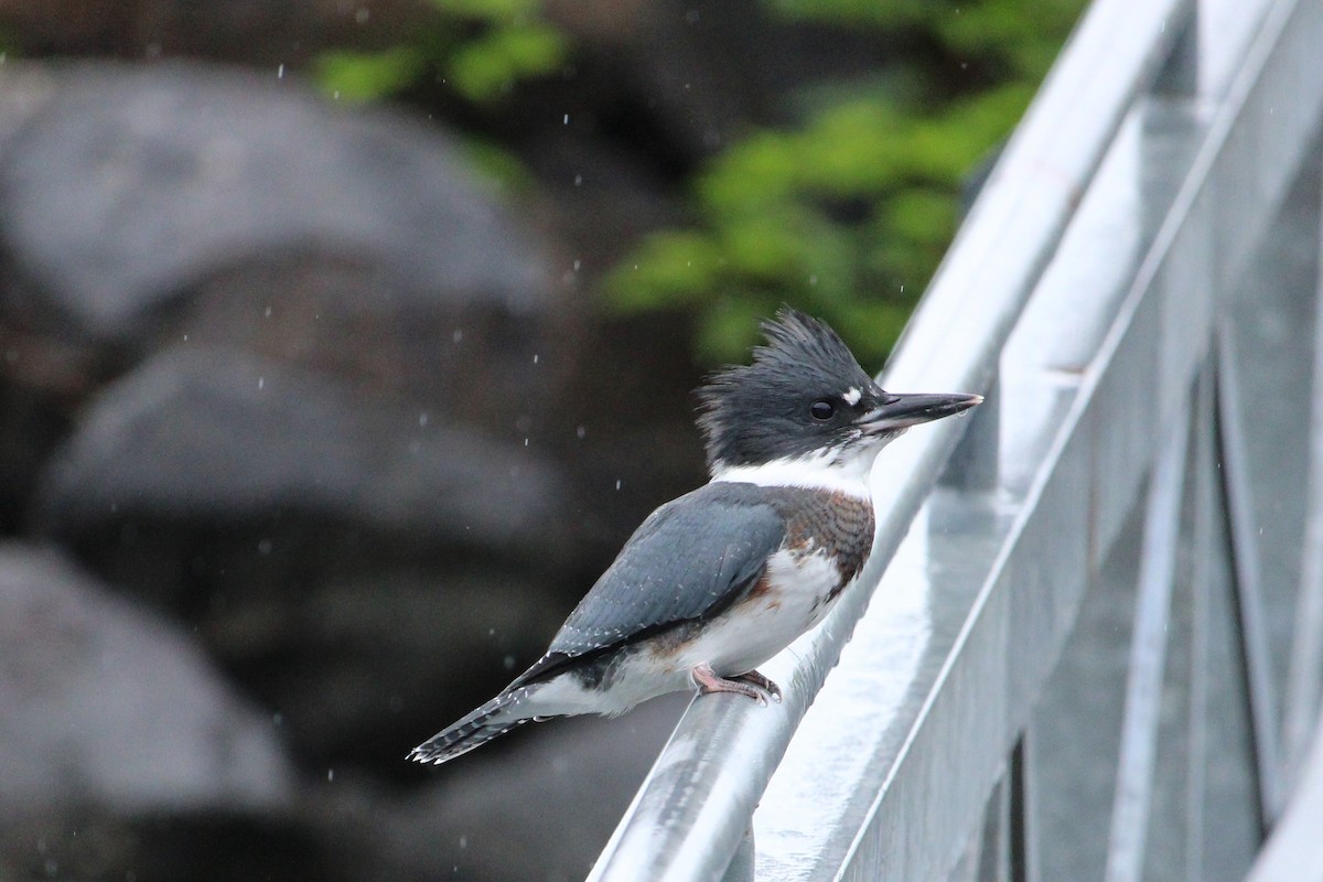 Belted Kingfisher - ML620694768