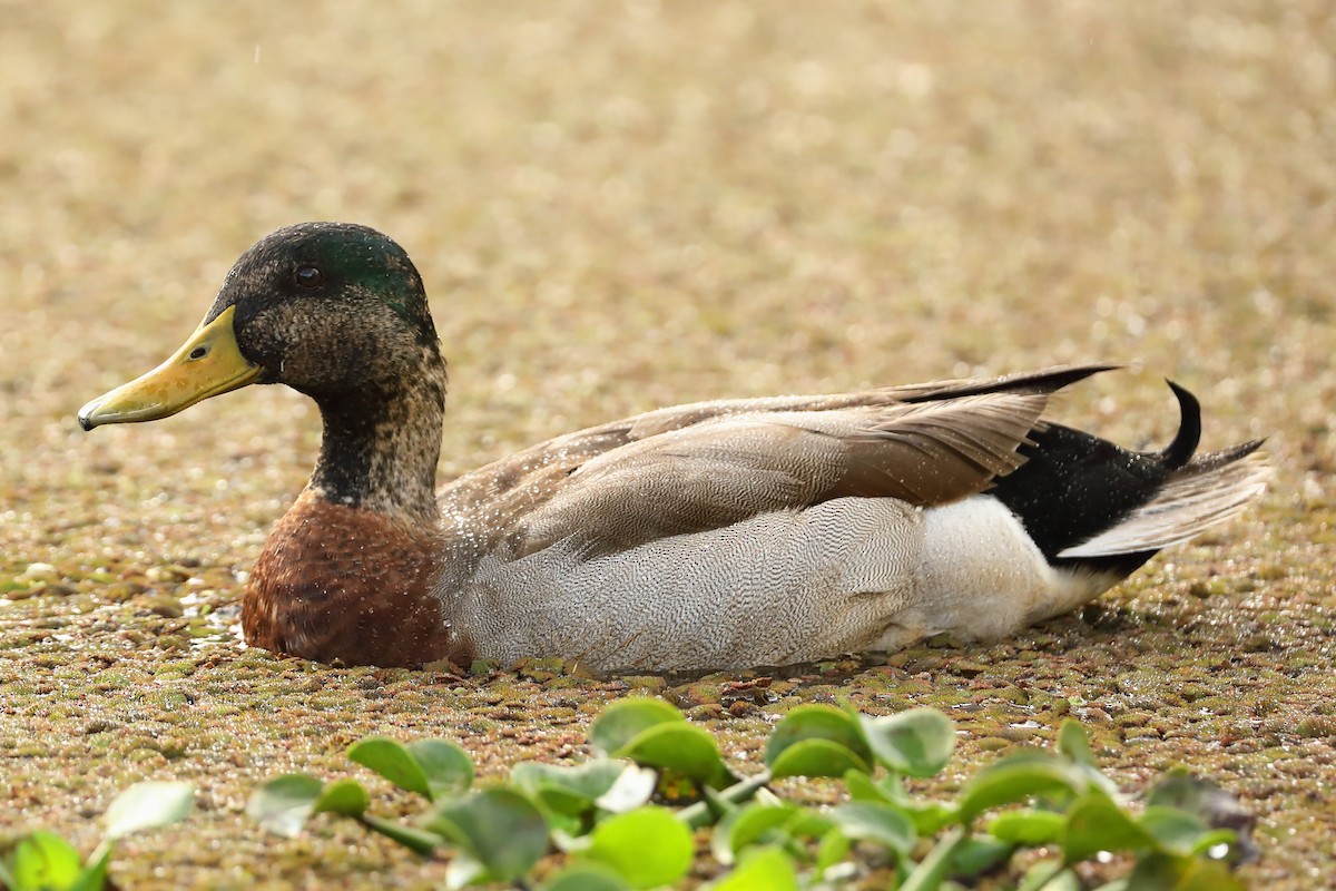 Fehlfarben-Stockente/Hausente - ML620694771