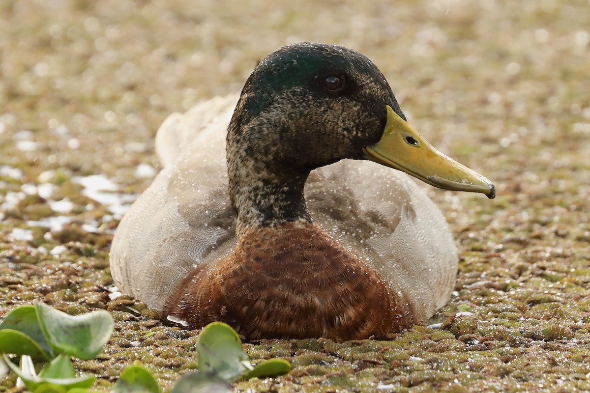 Fehlfarben-Stockente/Hausente - ML620694772