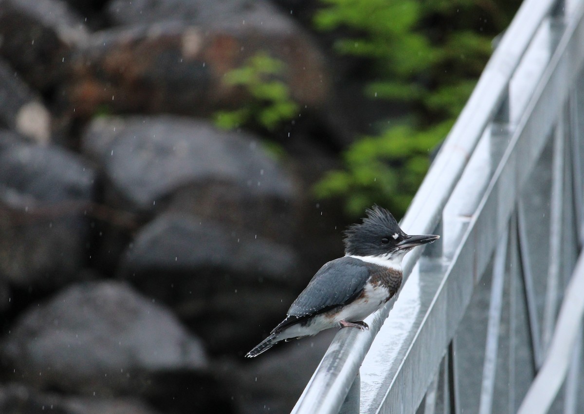 Belted Kingfisher - ML620694778