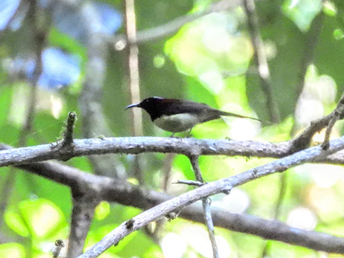 Black-throated Sunbird - ML620694780