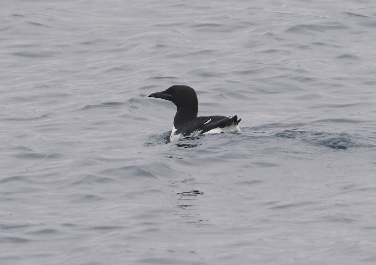 Thick-billed Murre - ML620694782