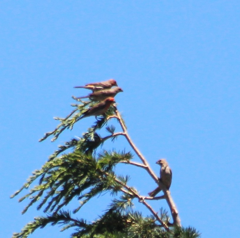 House Finch - ML620694786