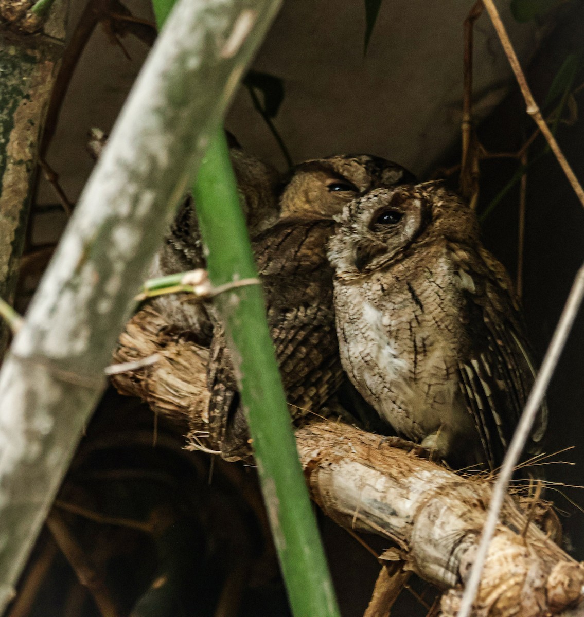 Indian Scops-Owl - ML620694790