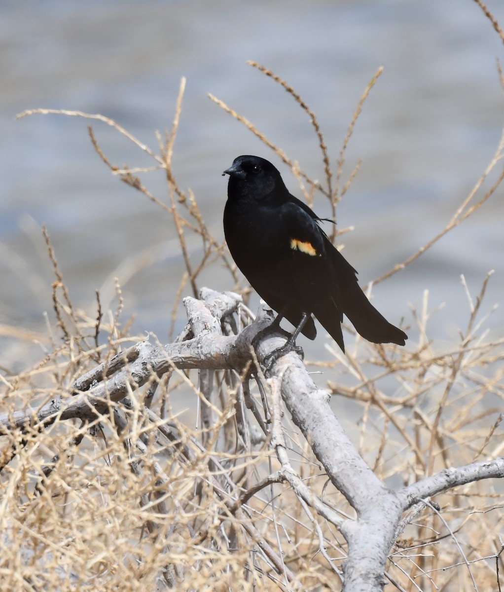 Red-winged Blackbird - ML620694791