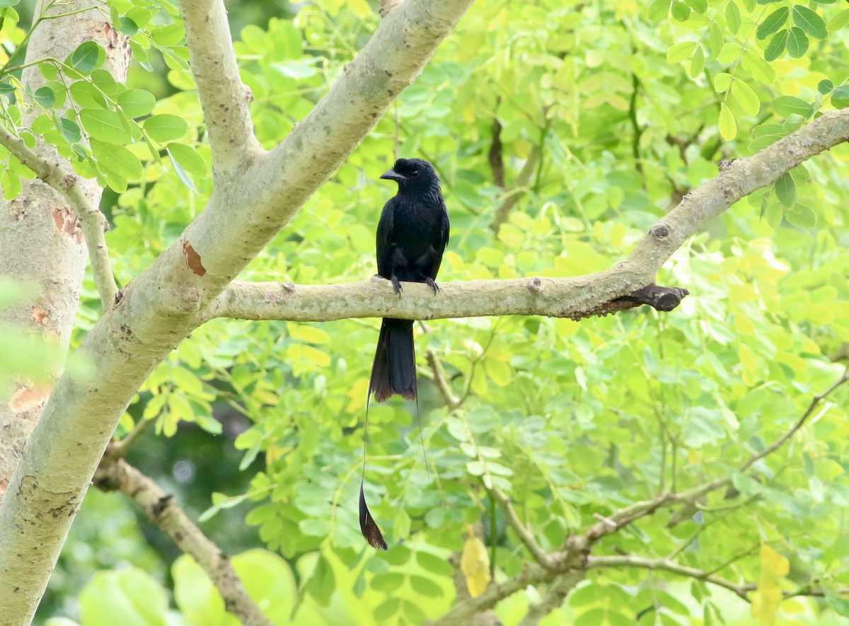 Greater Racket-tailed Drongo - ML620694793