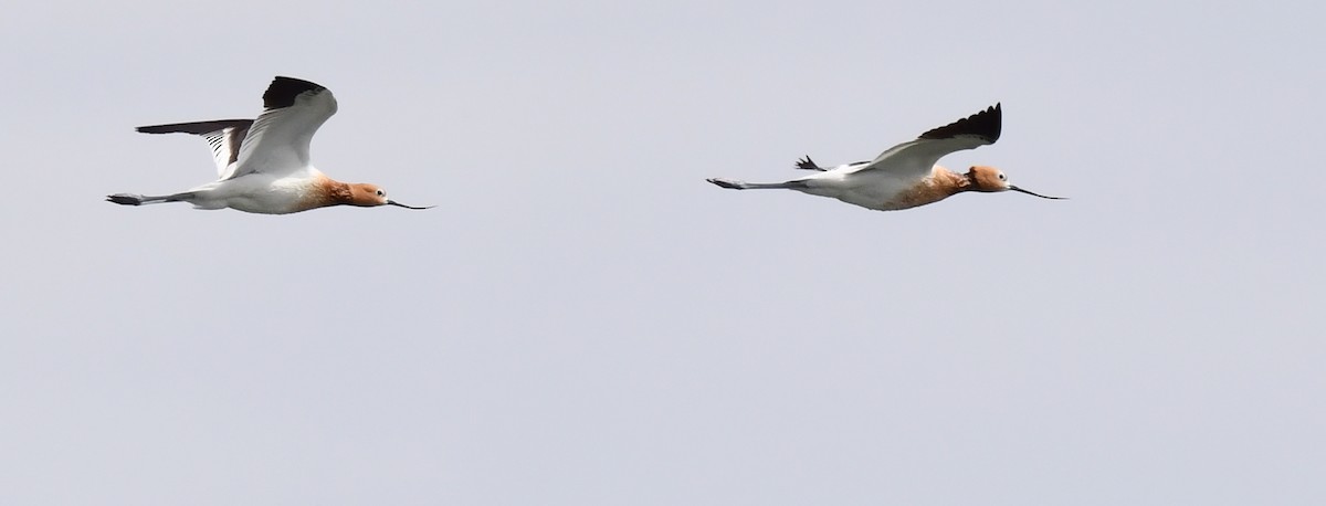 Avoceta Americana - ML620694798