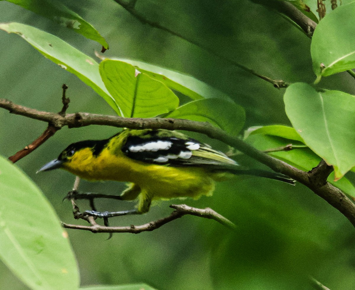 Common Iora - Sanjay Gupta