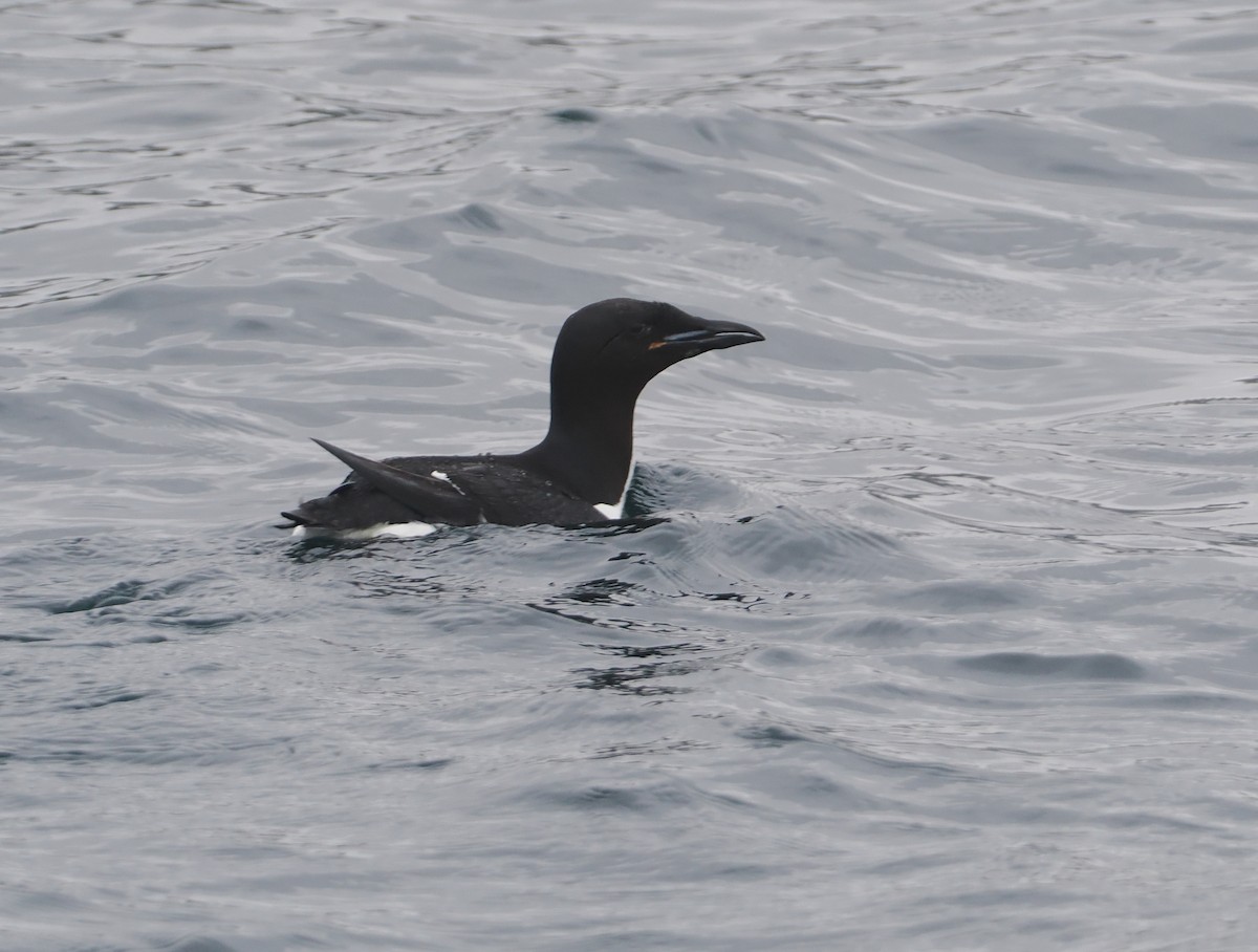 Thick-billed Murre - Stephan Lorenz