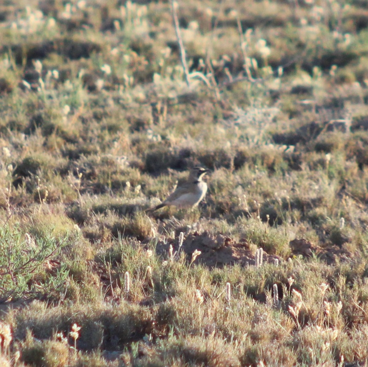 Horned Lark - ML620694811