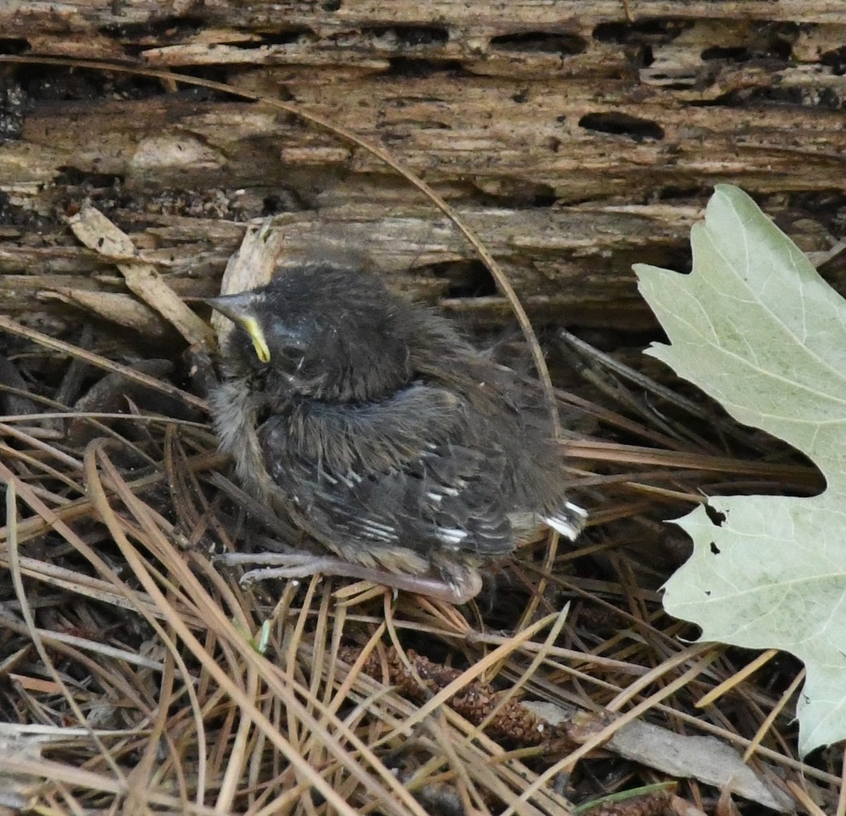 Dark-eyed Junco (Oregon) - ML620694813