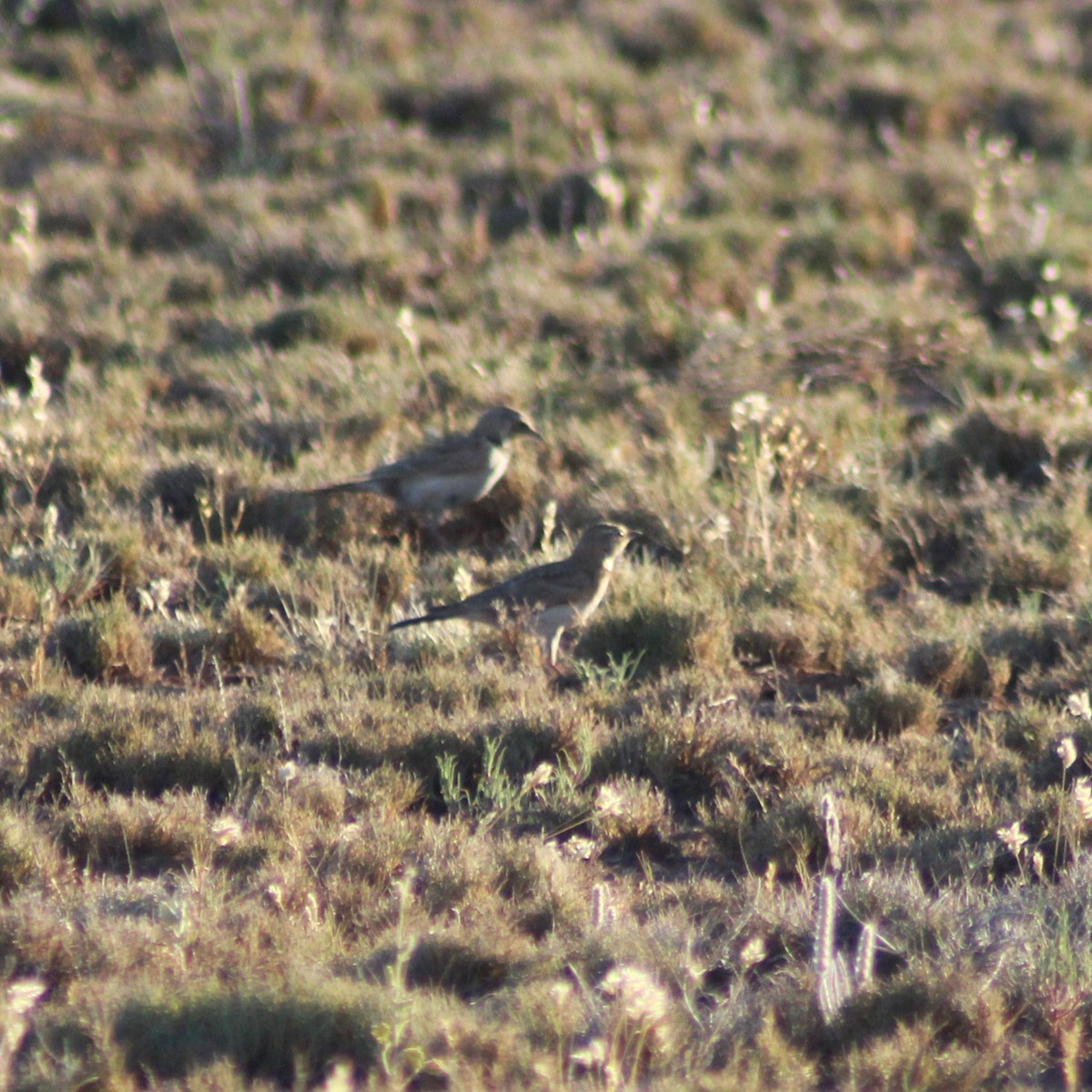 Horned Lark - ML620694816