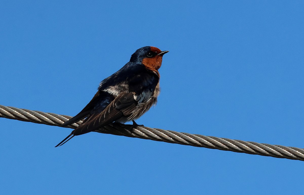 Golondrina Australiana - ML620694817