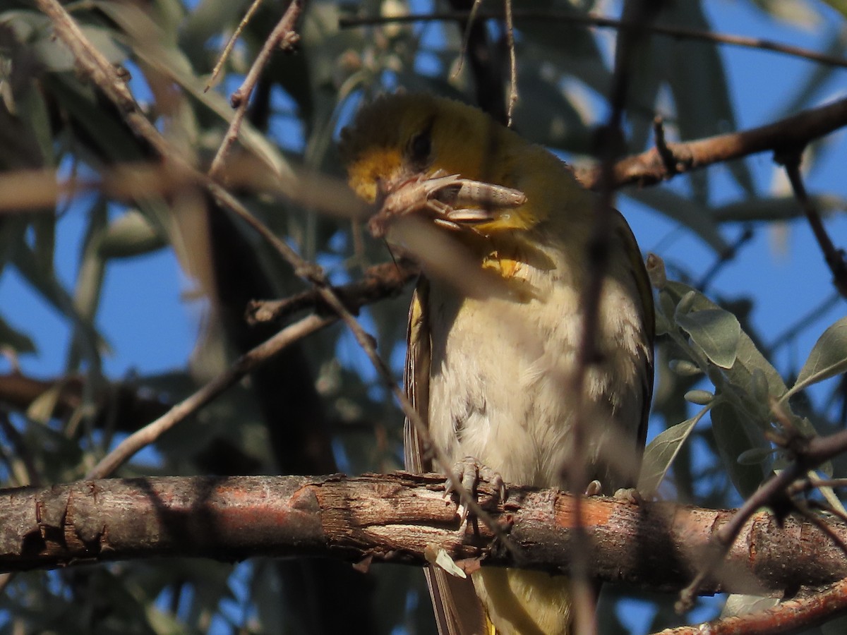 Bullock's Oriole - ML620694820