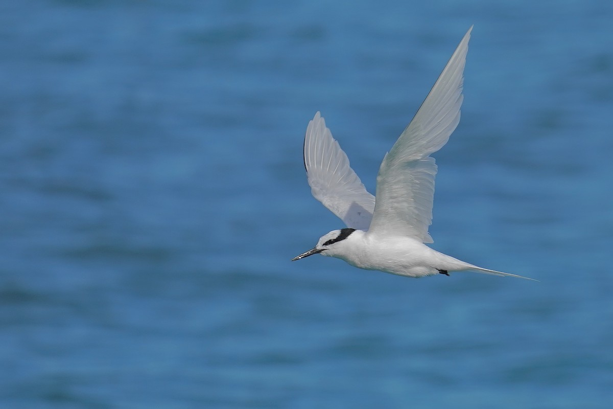 Black-naped Tern - ML620694821