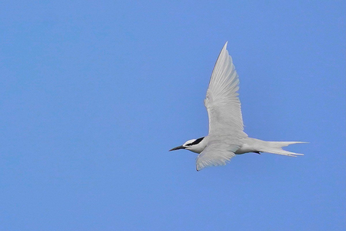 Black-naped Tern - ML620694823