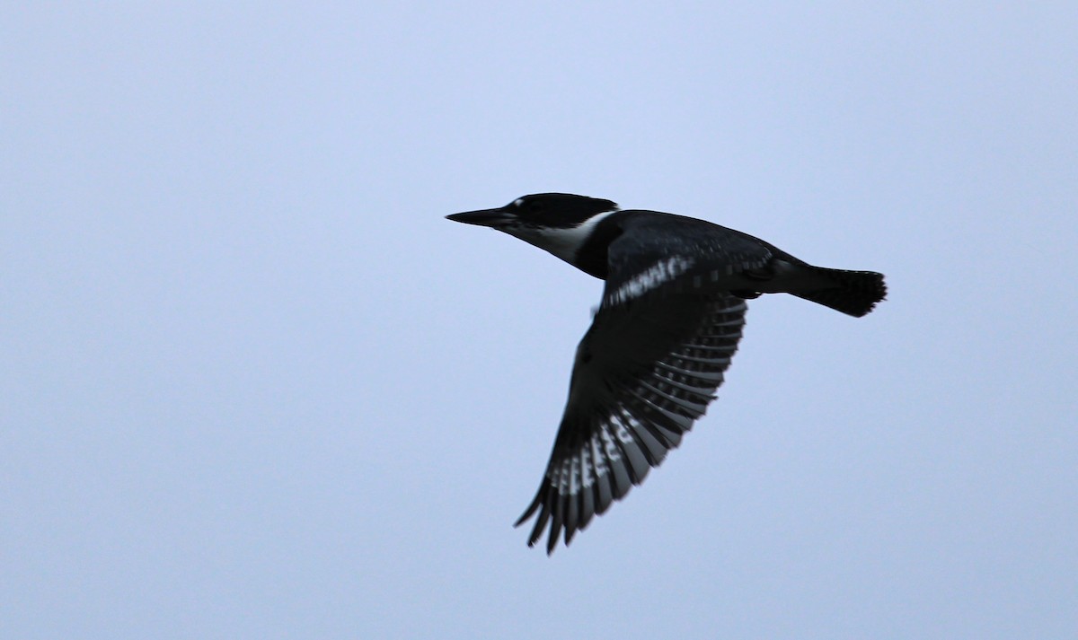 Belted Kingfisher - ML620694826