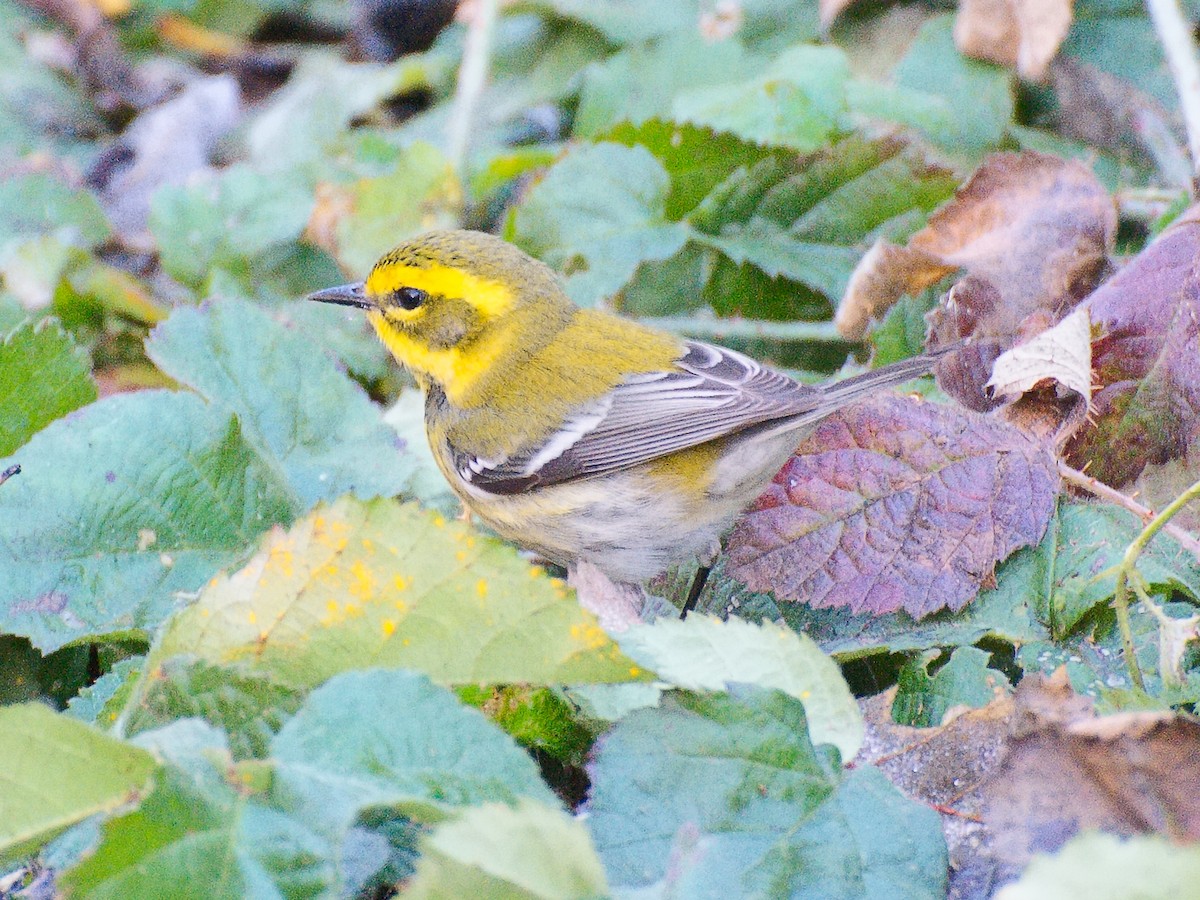 Townsend's Warbler - ML620694838