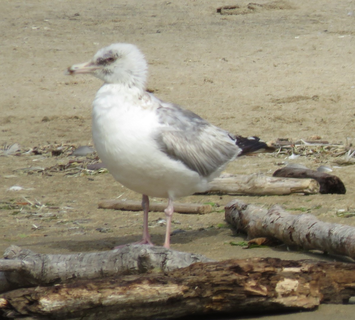 Gaviota Groenlandesa (thayeri) - ML620694850