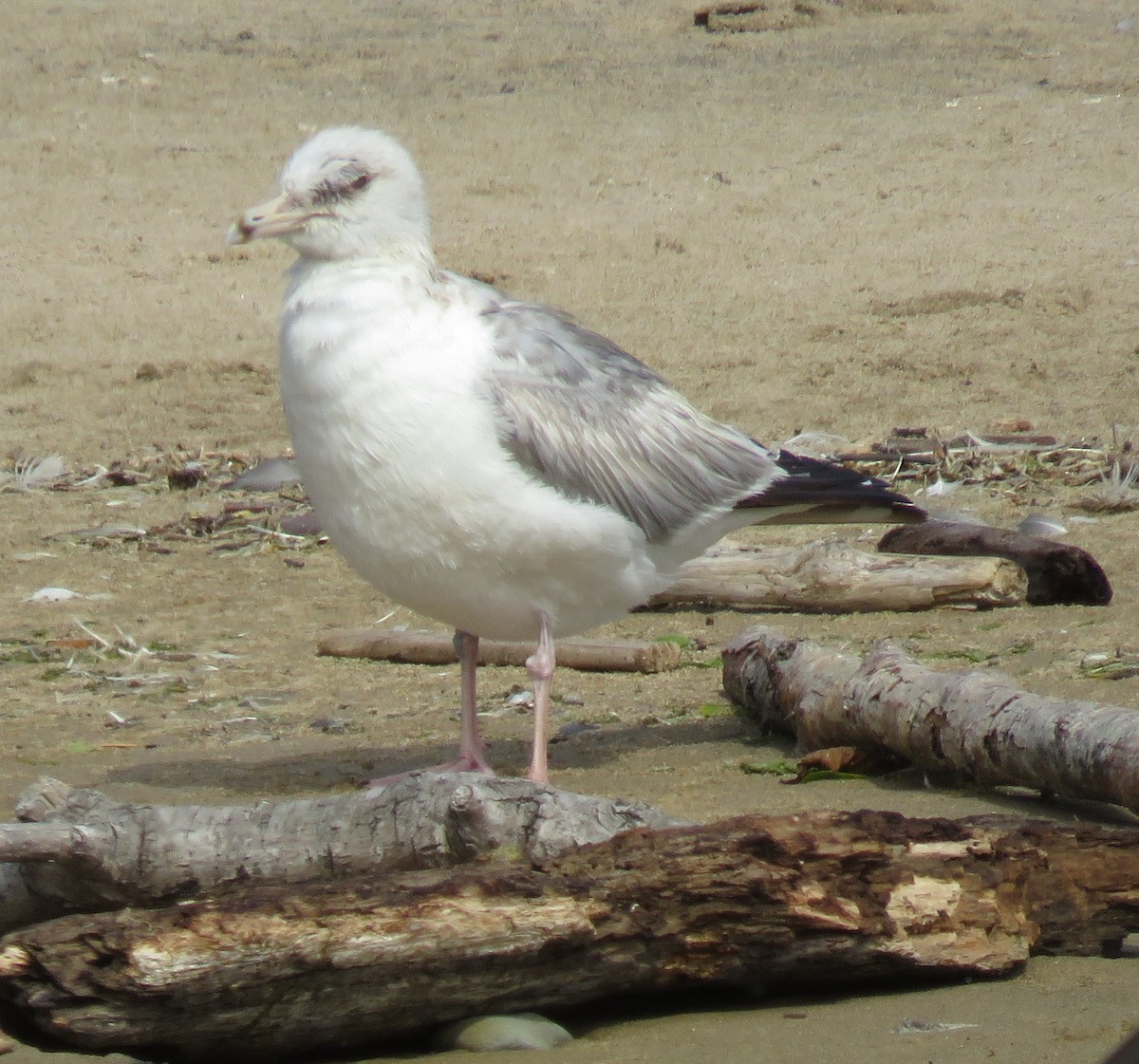 Gaviota Groenlandesa (thayeri) - ML620694851