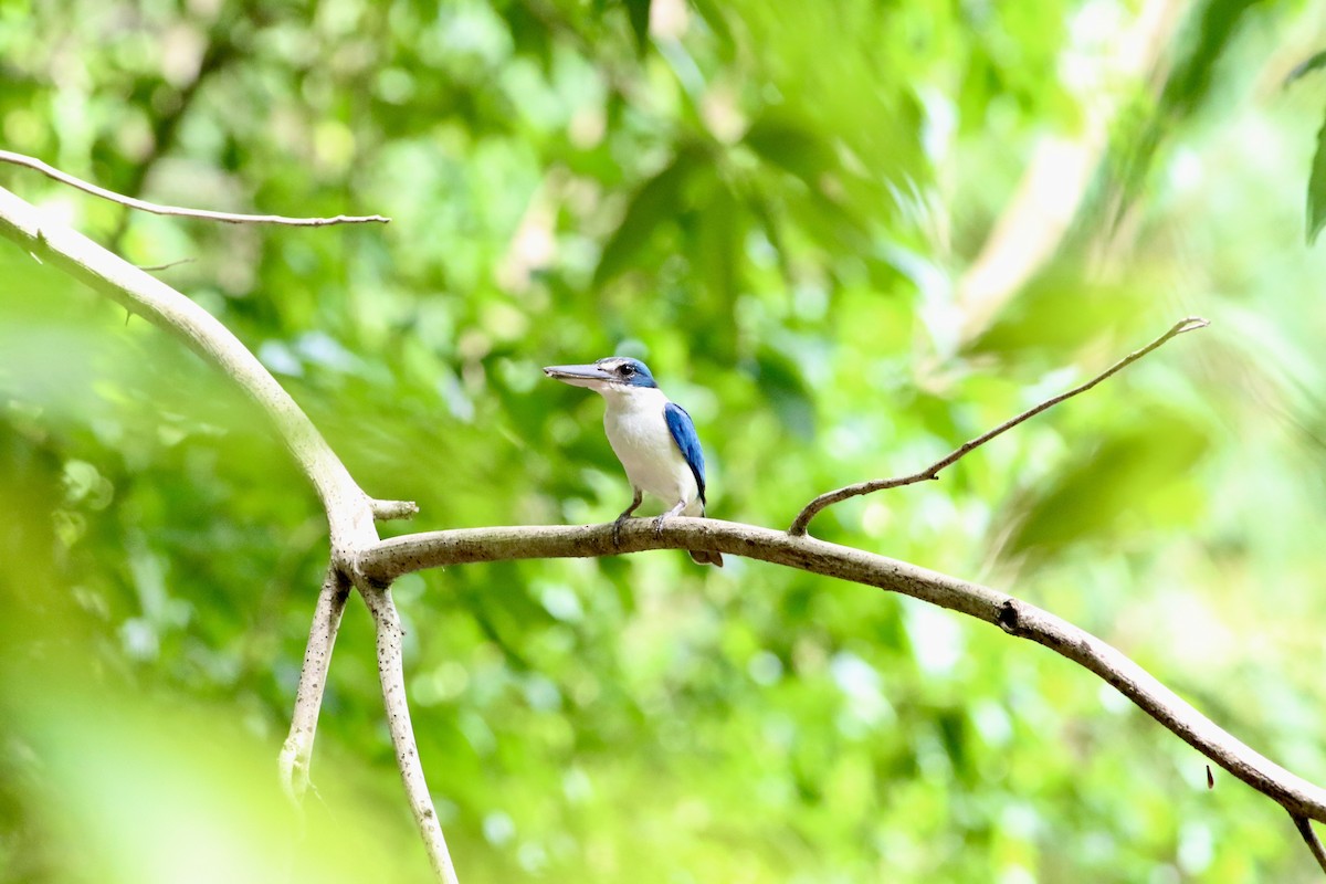 Collared Kingfisher - ML620694852