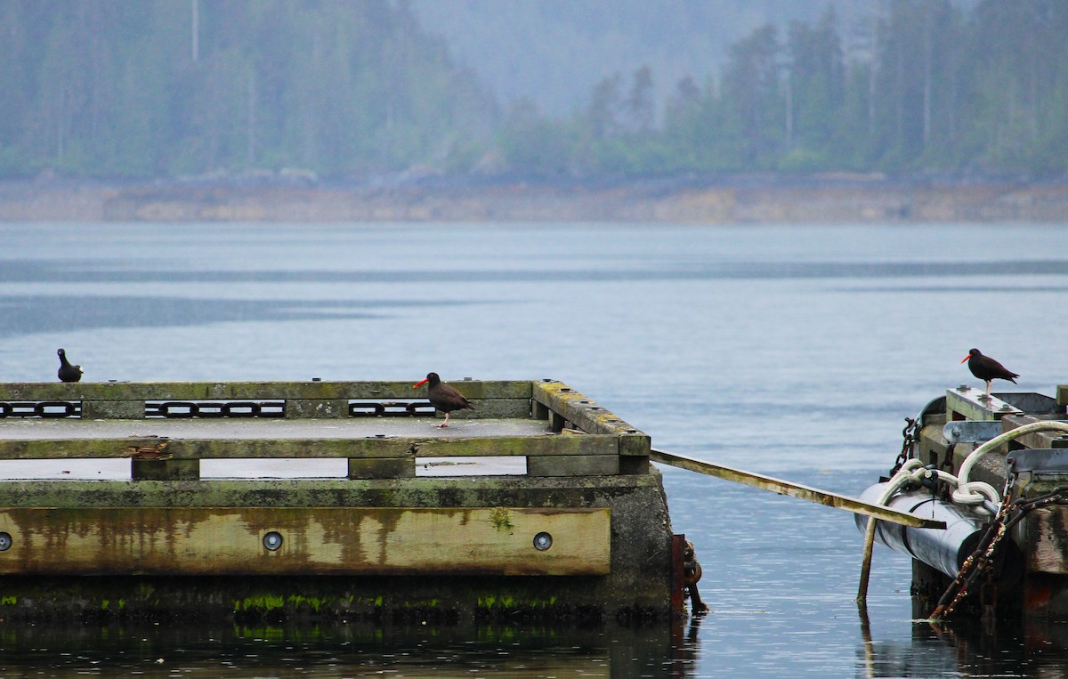 Black Oystercatcher - ML620694854